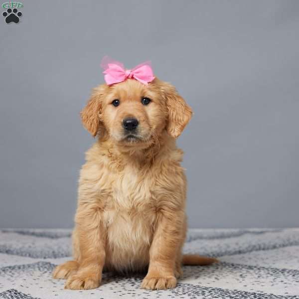 Kate, Golden Retriever Puppy